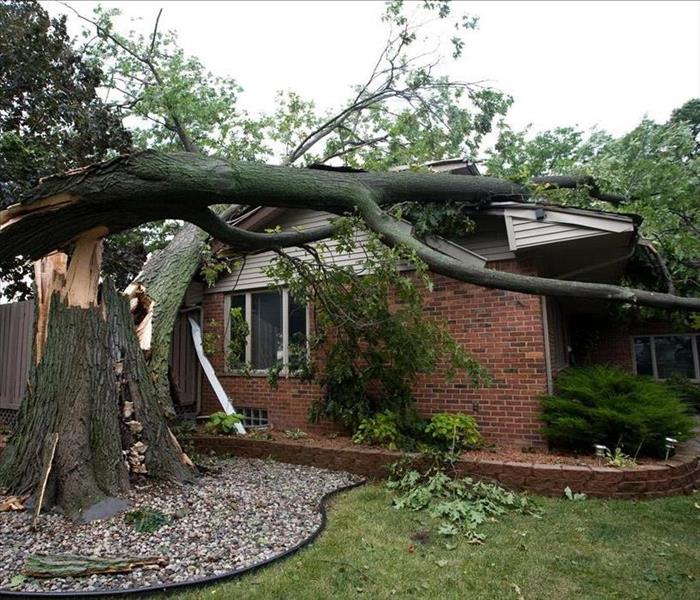 Large tree has fallen onto a house causing damage.